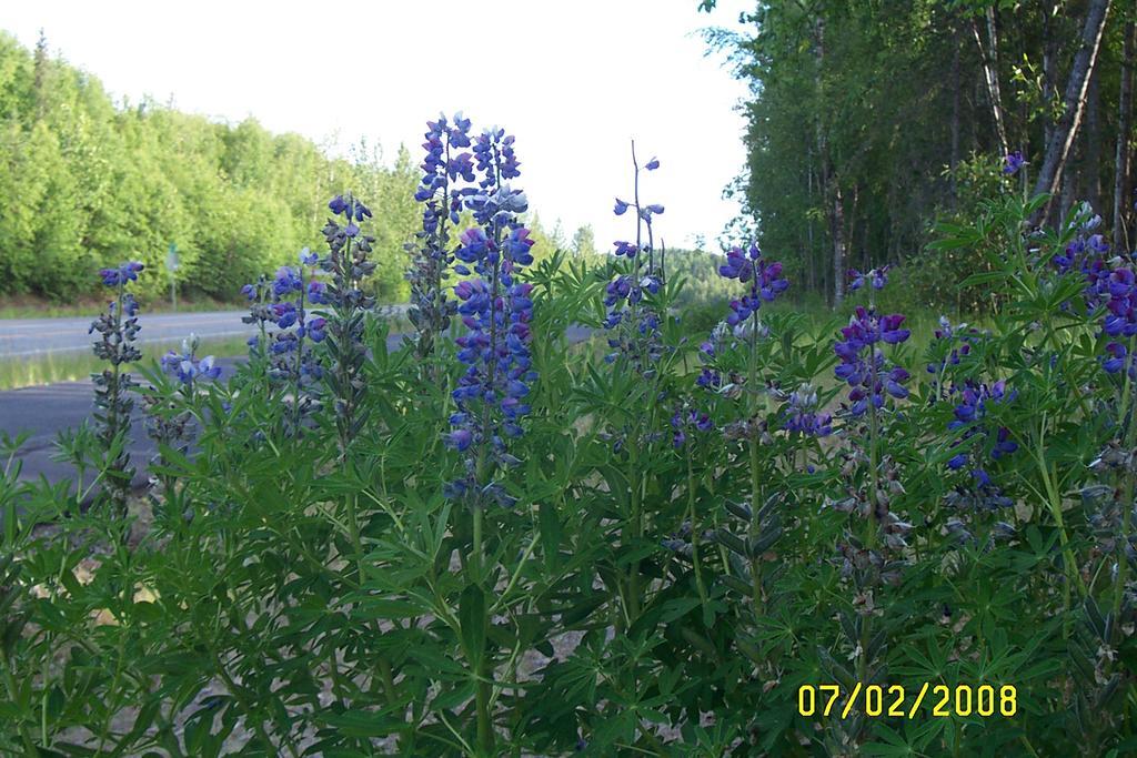 Grace And Bill'S Freedom Hills B&B Talkeetna Bagian luar foto