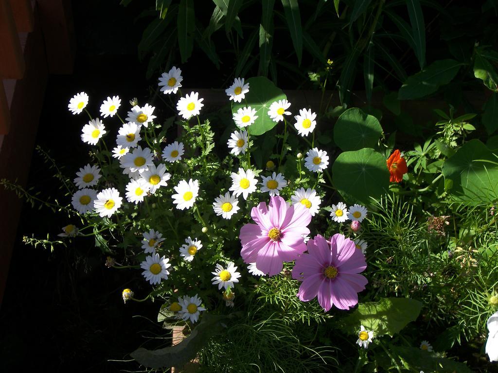 Grace And Bill'S Freedom Hills B&B Talkeetna Bagian luar foto