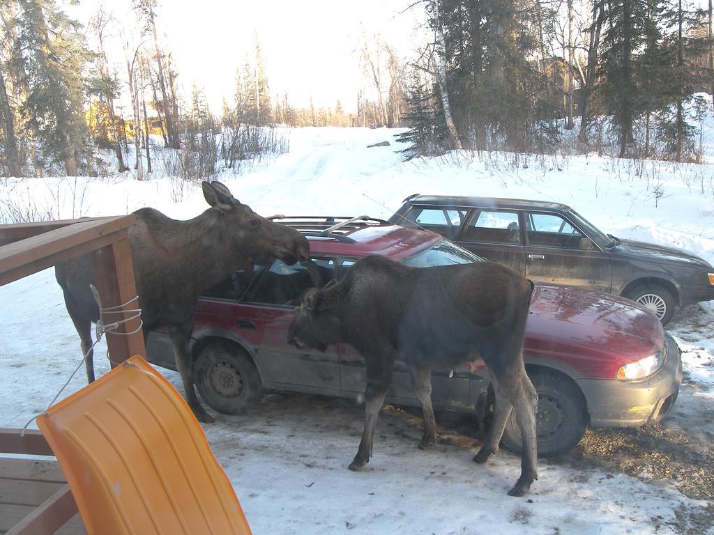 Grace And Bill'S Freedom Hills B&B Talkeetna Bagian luar foto