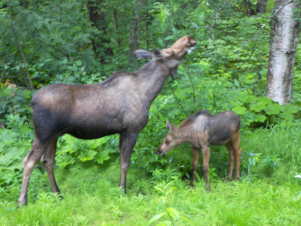 Grace And Bill'S Freedom Hills B&B Talkeetna Bagian luar foto