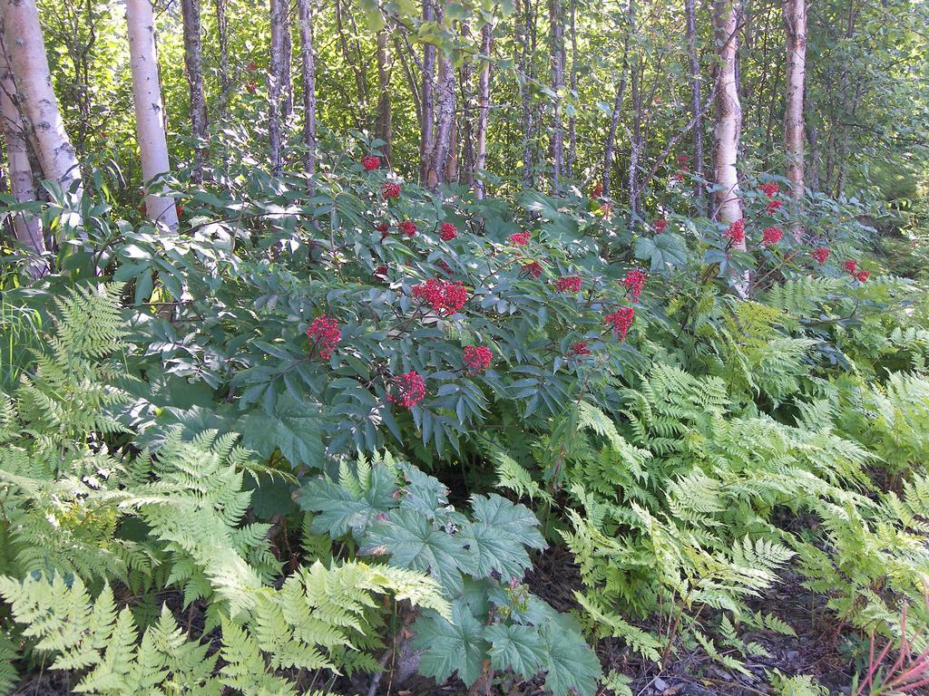 Grace And Bill'S Freedom Hills B&B Talkeetna Bagian luar foto