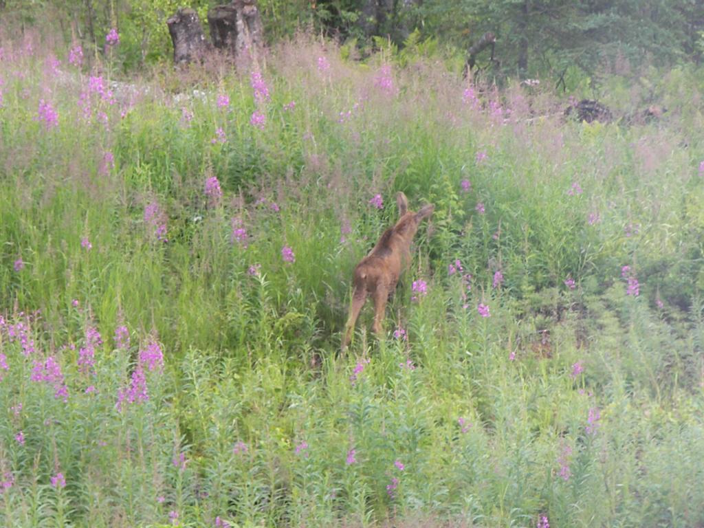 Grace And Bill'S Freedom Hills B&B Talkeetna Bagian luar foto